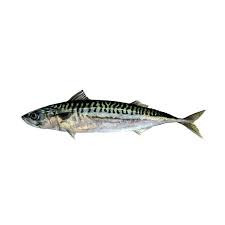 Frozen Mackerel Fish sold per kg