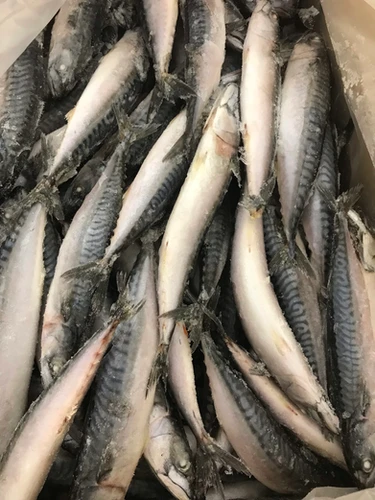 Frozen Mackerel Fish sold per kg